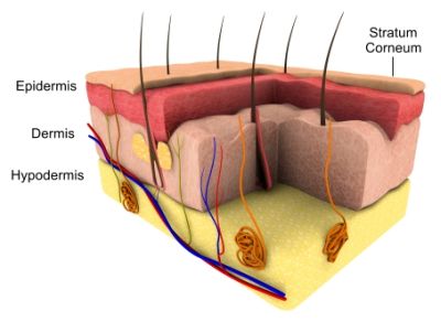 SkinCrossSection3