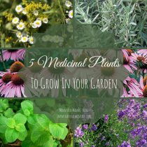 5 Medicinal Plants to grow in your garden