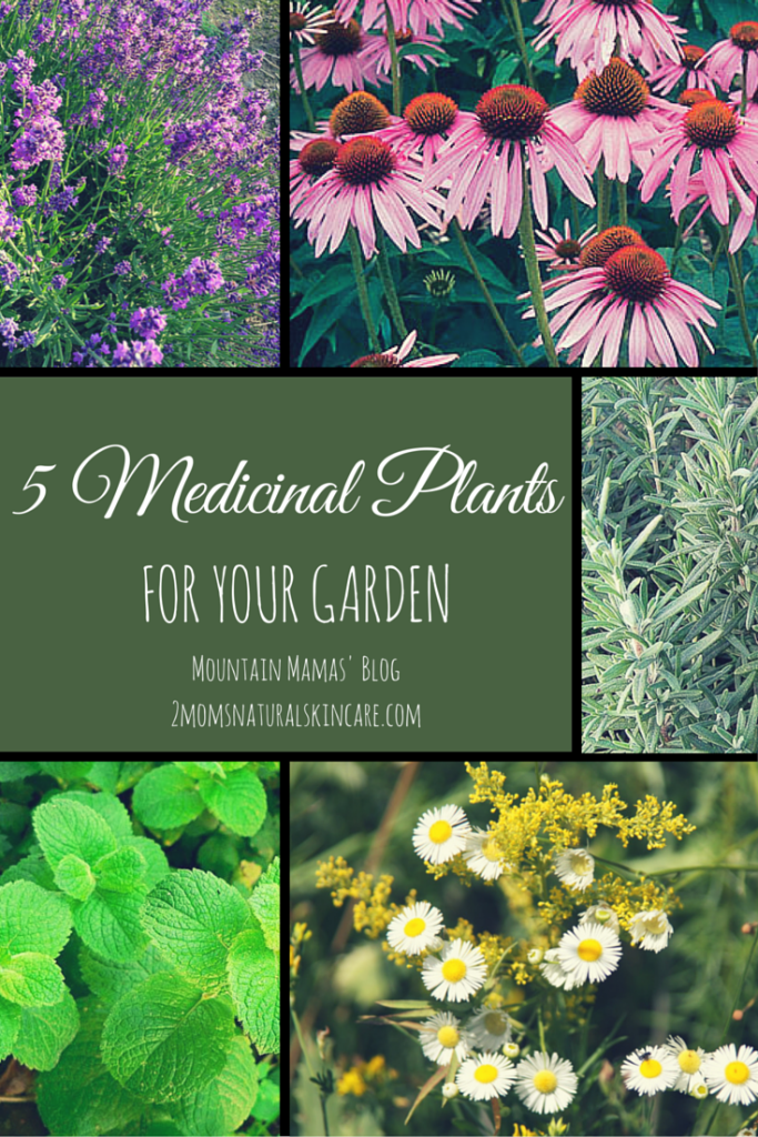 5 Medicinal Plants to grow in your garden