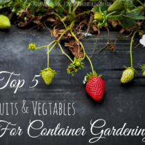Top 5 Fruits and Vegetables for container gardening! | Mountain Mamas' | http://2momsnaturalskincare.com