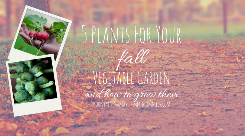 5 Plants For Your Fall Vegetable Garden and How to Grow Them | http://2momsnaturalskincare.com/