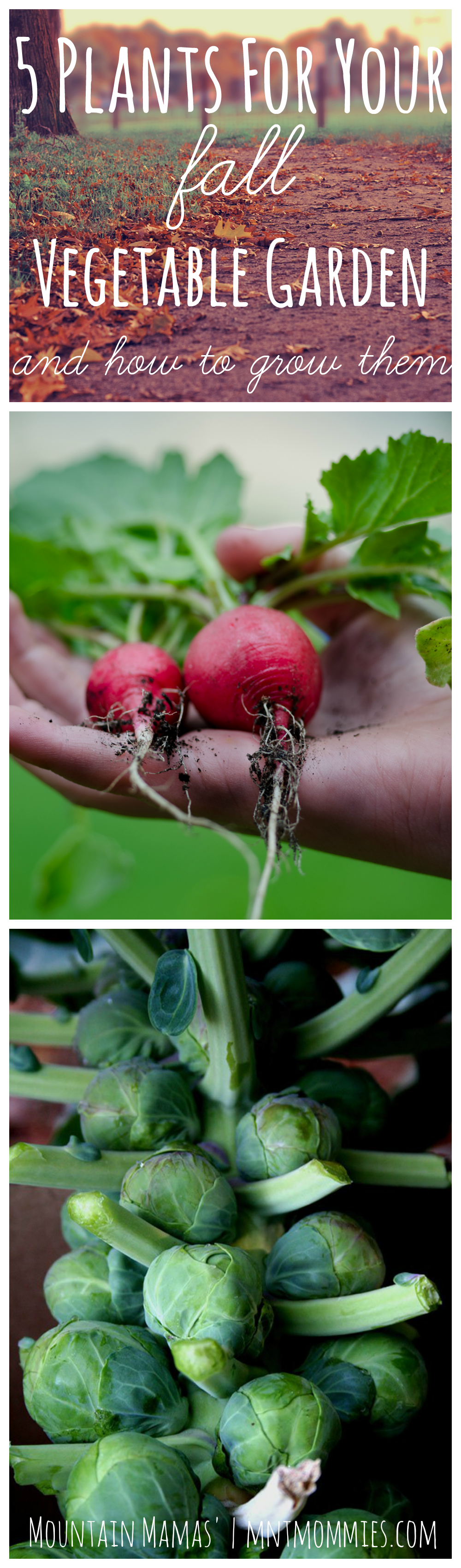 5 Plants For Your Fall Vegetable Garden and How to Grow Them | http://2momsnaturalskincare.com/