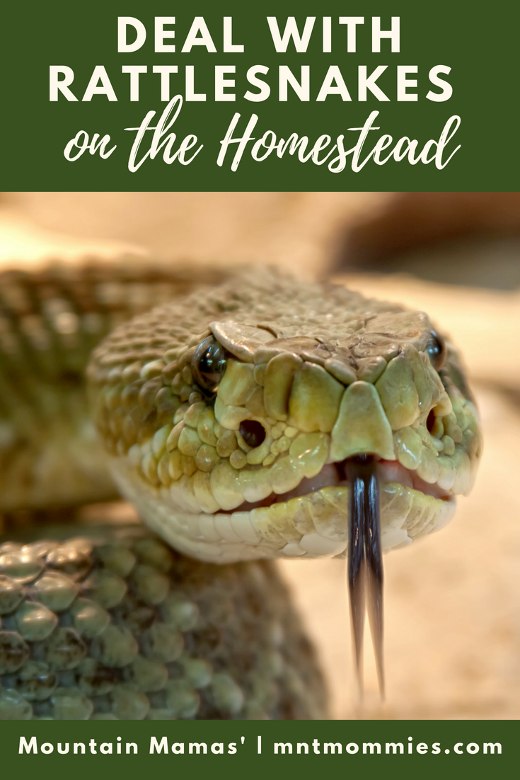 Rattlesnakes on the homestead | Mountain Mamas' | mntmommies.com
