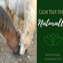 Calm Your Horse Naturally | Essential Oils For Horses| Mountain Mamas' | mntmommies.com