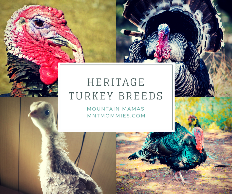 Heritage Turkey Breeds | Mountain Mamas' | mntmommies.com | #homestead