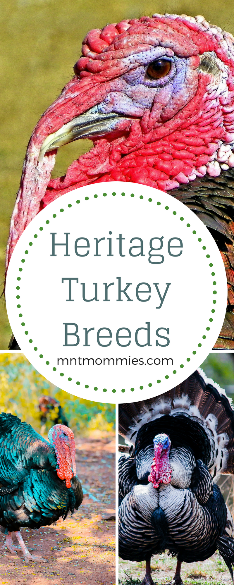 Heritage Turkey Breeds | Mountain Mamas' | mntmommies.com | #homestead