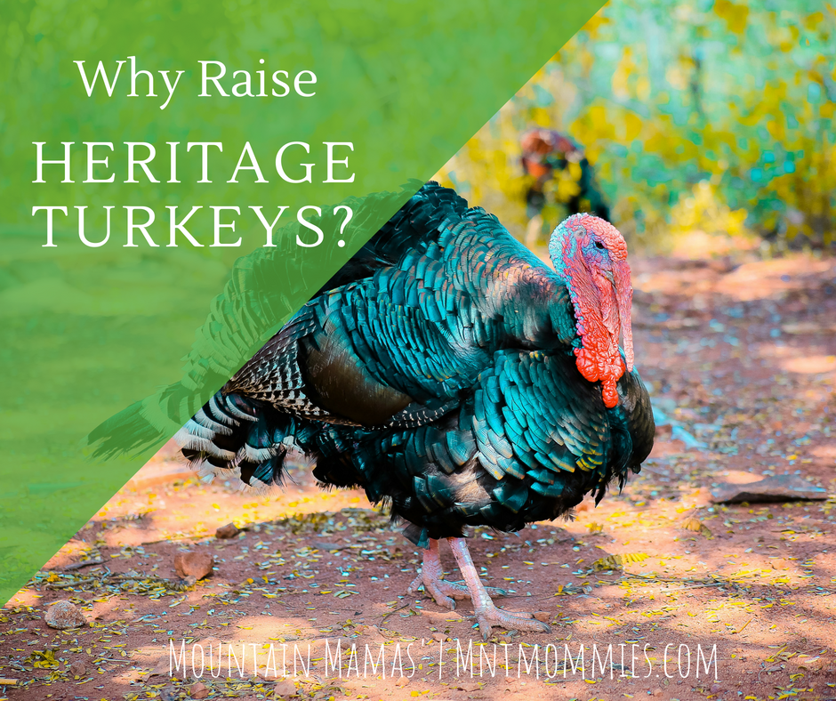 Why you should be raising heritage turkeys. } Mountain Mamas' | mntmommies.com| #homestead #homesteading #farm #garden
