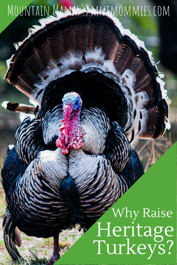 Why you should be raising heritage turkeys. } Mountain Mamas' | mntmommies.com| #homestead #homesteading #farm #garden