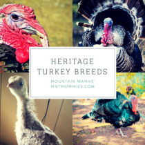 Heritage Turkey Breeds | Mountain Mamas' | mntmommies.com | #homestead